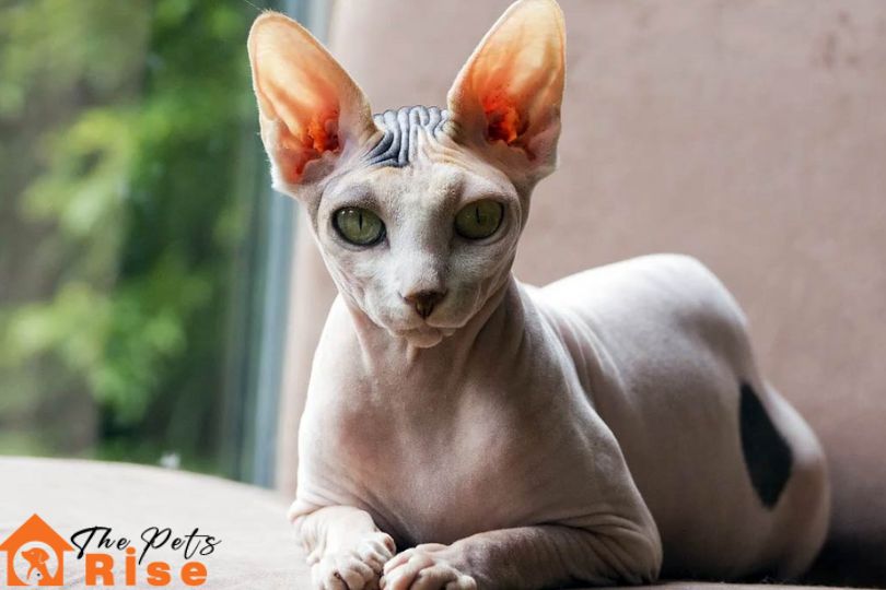Hairless cat breeds