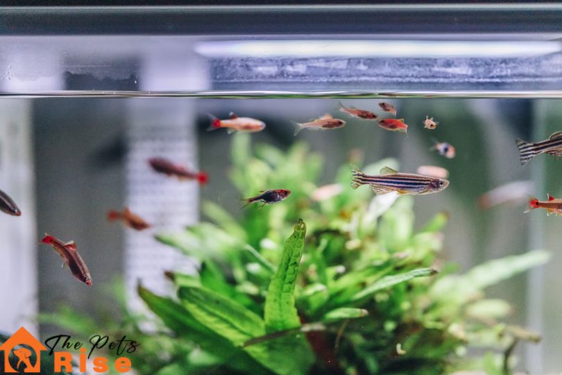 what to feed your pet fish