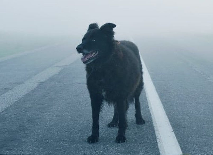 Belgian Sheepdog | thepetsrise.com