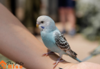 Bird Injuries