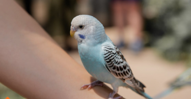 Bird Injuries