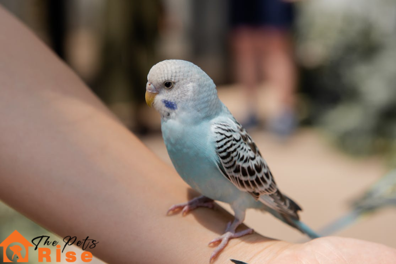 Bird Injuries