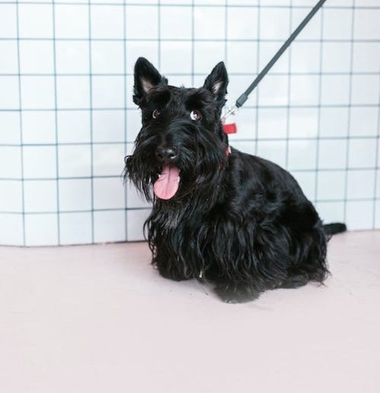 Black Russian Terrier | thepetsrise.com