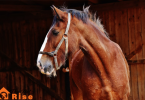 Common Horse Feeding Mistakes