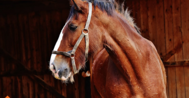 Common Horse Feeding Mistakes
