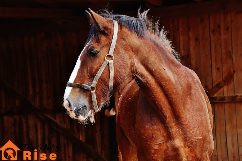 Common Horse Feeding Mistakes