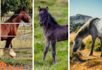 Best Horse Breeds for Beginner Rider