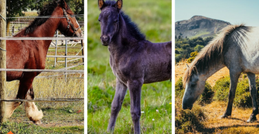 Best Horse Breeds for Beginner Rider