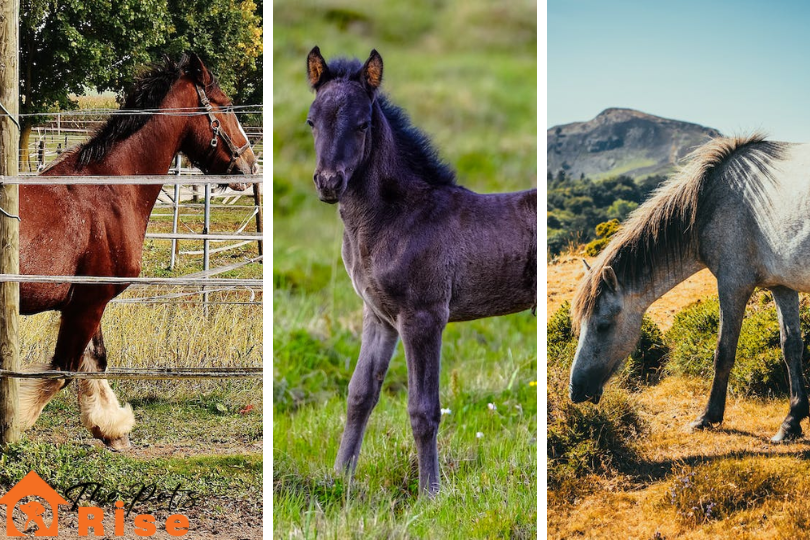 Best Horse Breeds for Beginner Rider