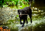 List Of Black Dog Breeds