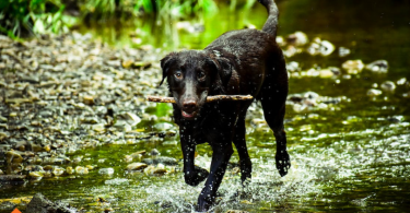 List Of Black Dog Breeds