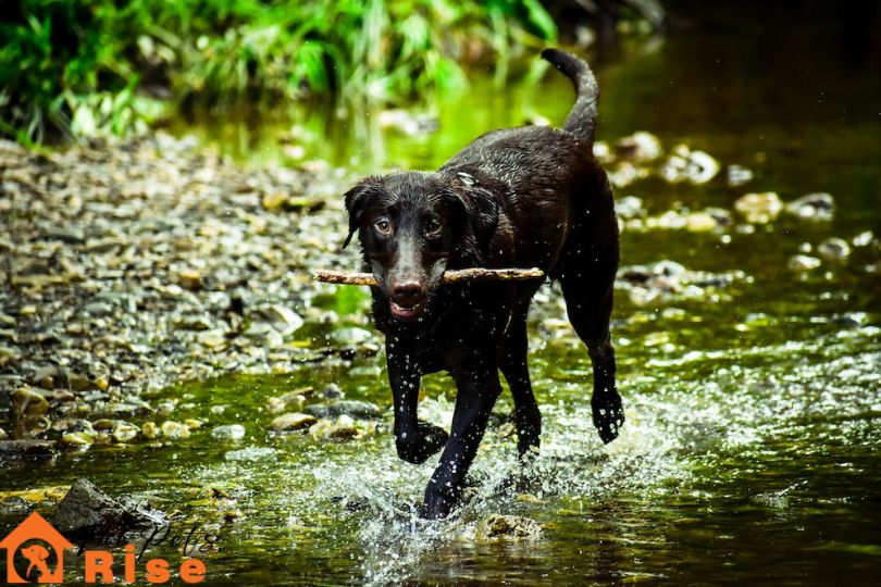 List Of Black Dog Breeds
