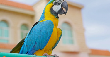 Best Pet Birds for Beginners