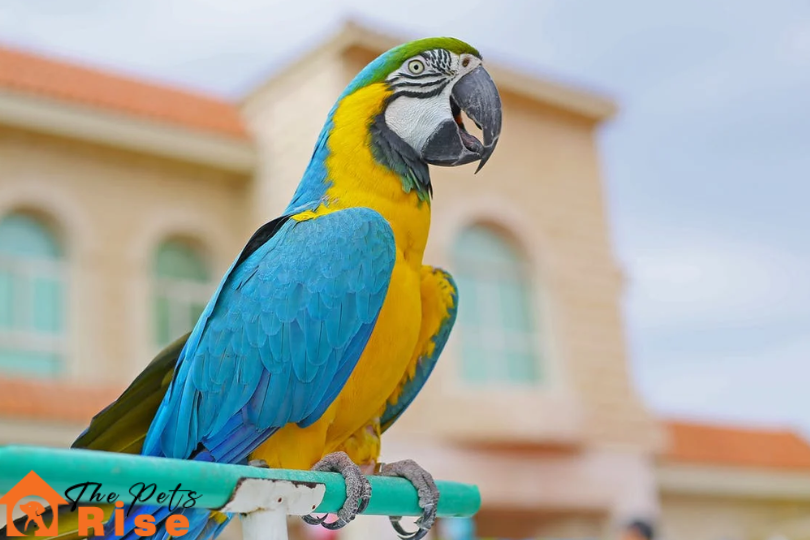 Best Pet Birds for Beginners