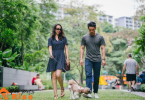 Dog Safety Tips for Dog Owners