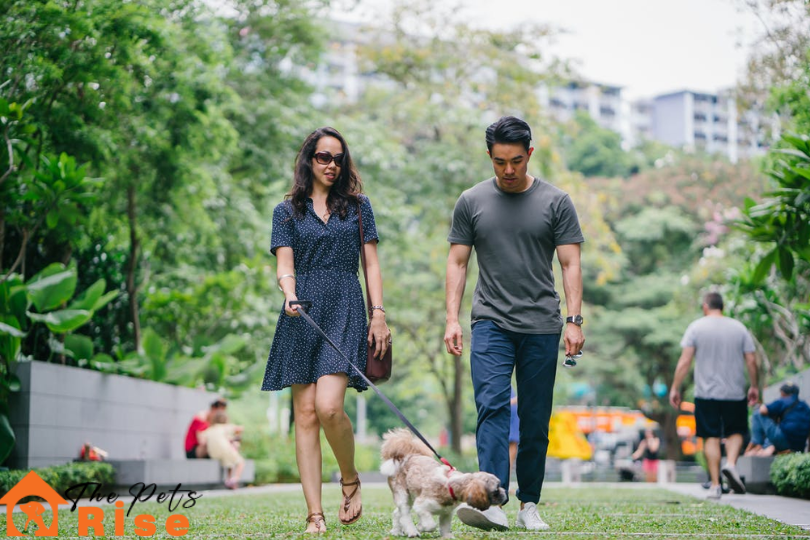 Dog Safety Tips for Dog Owners