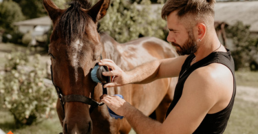 How to take care of a horse
