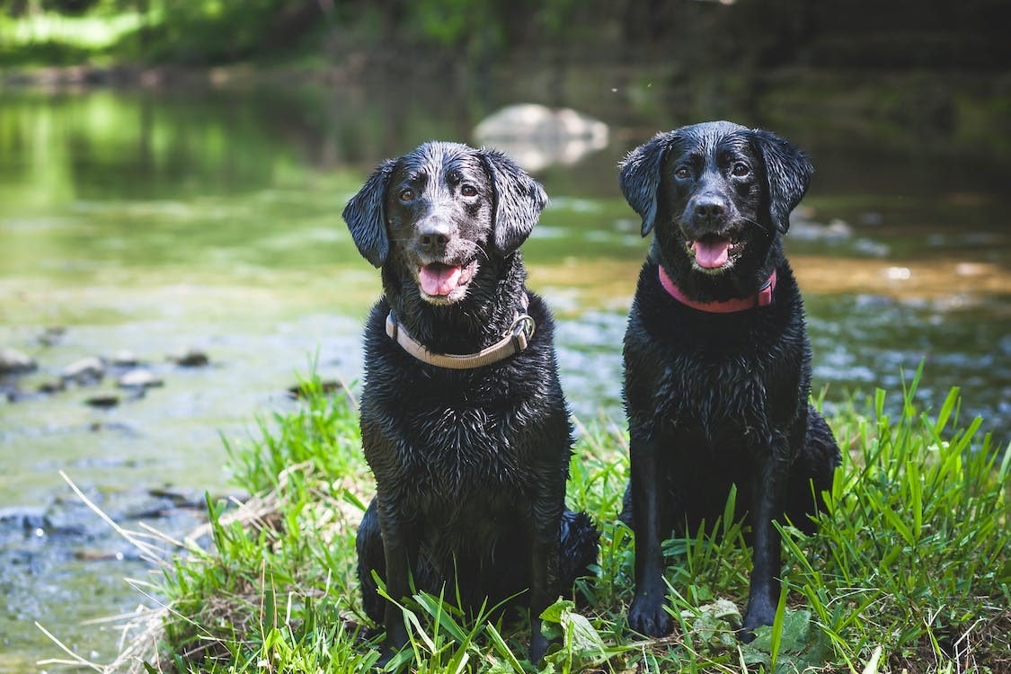 Labrador Retriever | thepetsrise.com