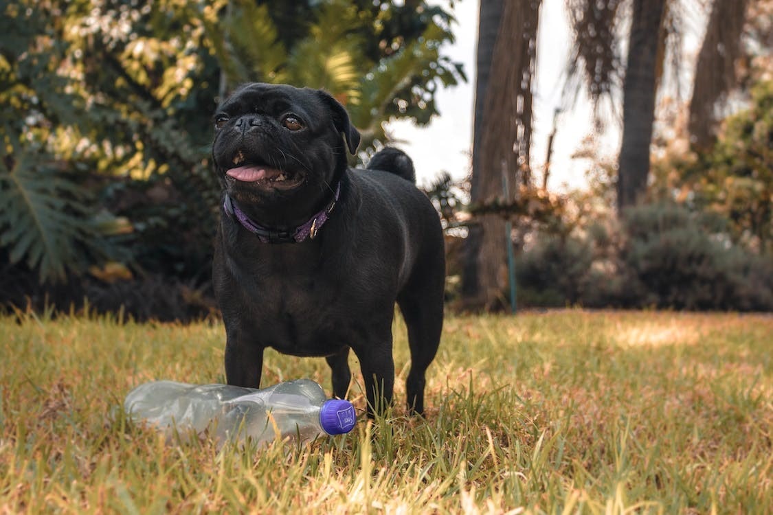 Pug | thepetsrise.com