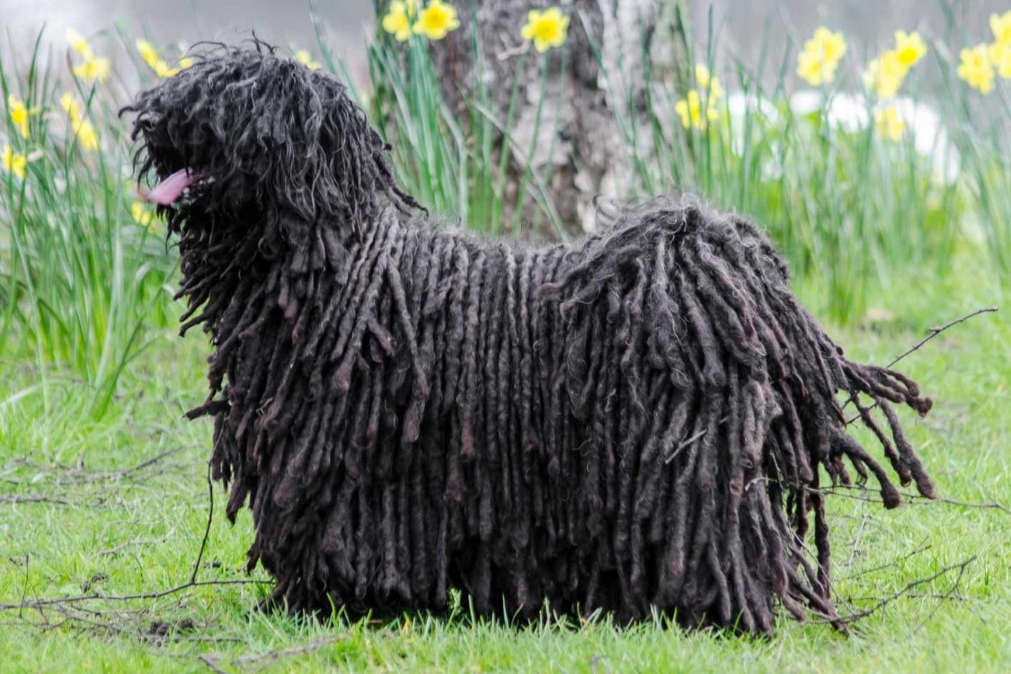Puli | thepetsrise.com