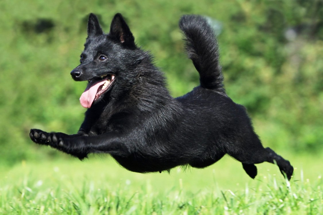 Schipperke | thepetsrise.com