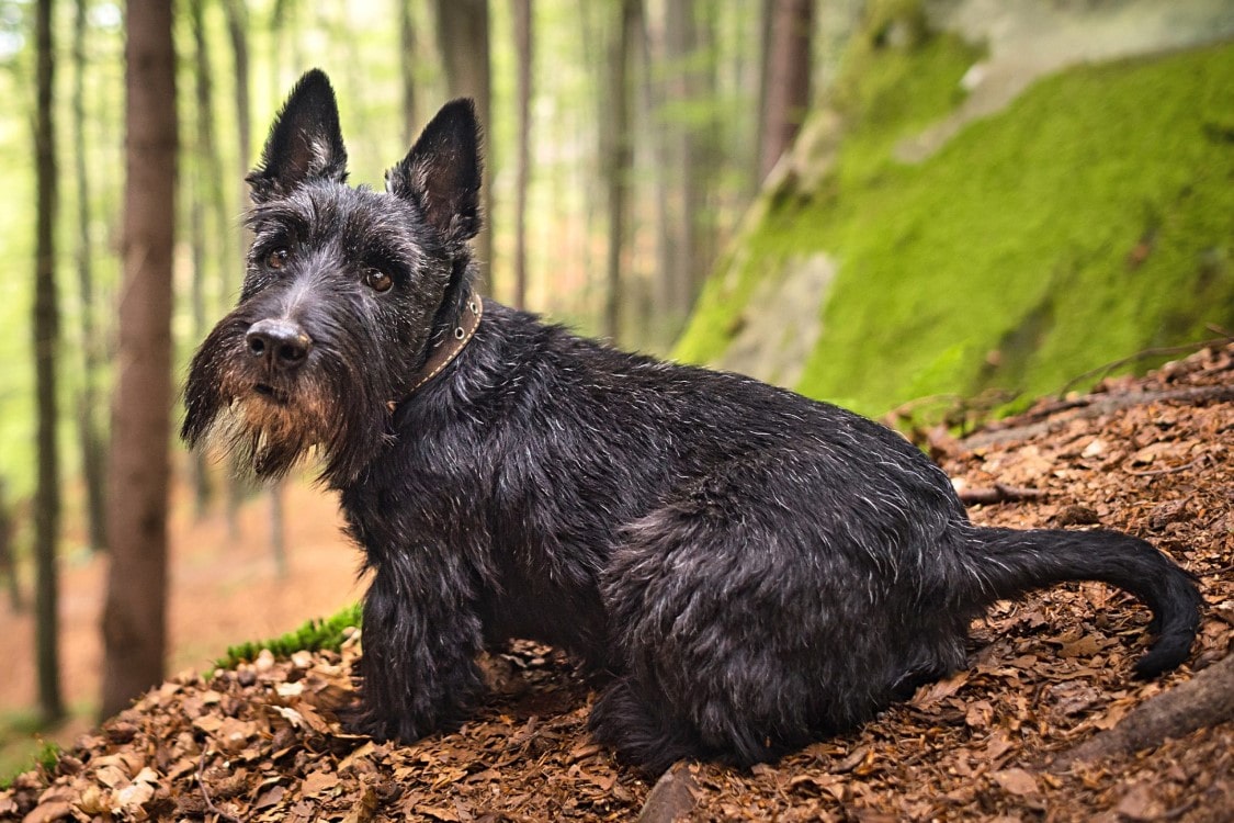 Scottish Terrier | thepetsrise.com
