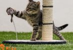 What are the best cat toys?