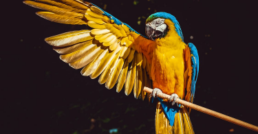 Common Bird Health Issues