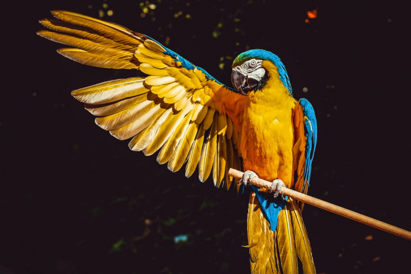 Common Bird Health Issues