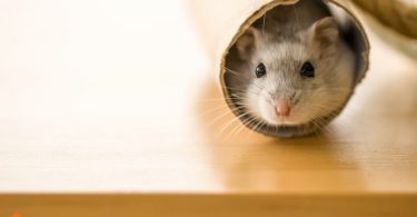 guide for small pet care