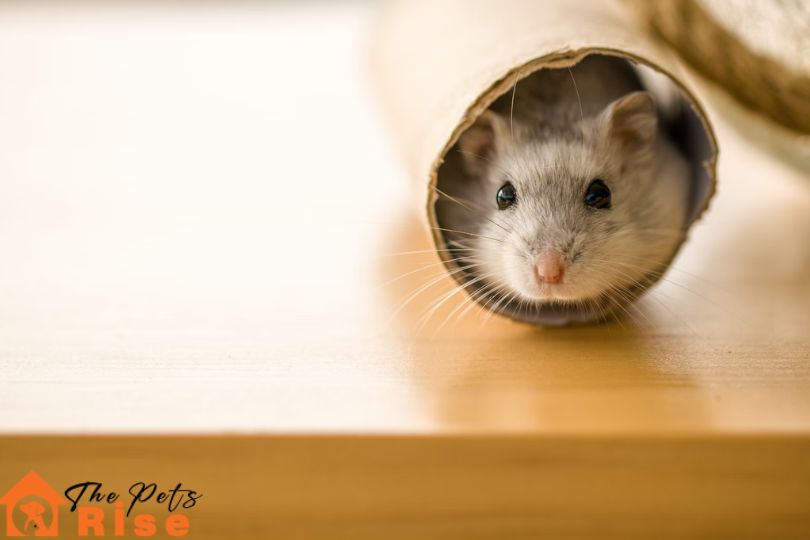 guide for small pet care