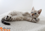 what do cats like