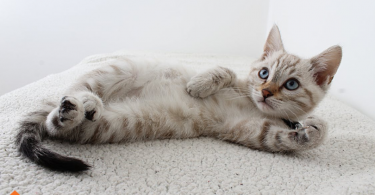 what do cats like
