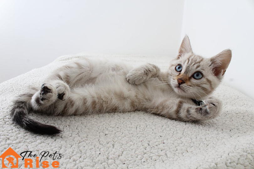 what do cats like