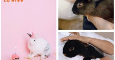 Friendliest Rabbit Breeds
