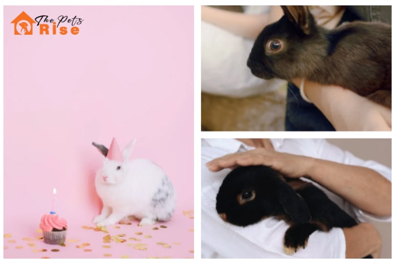 Friendliest Rabbit Breeds