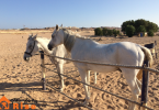 Fun Facts About Horses