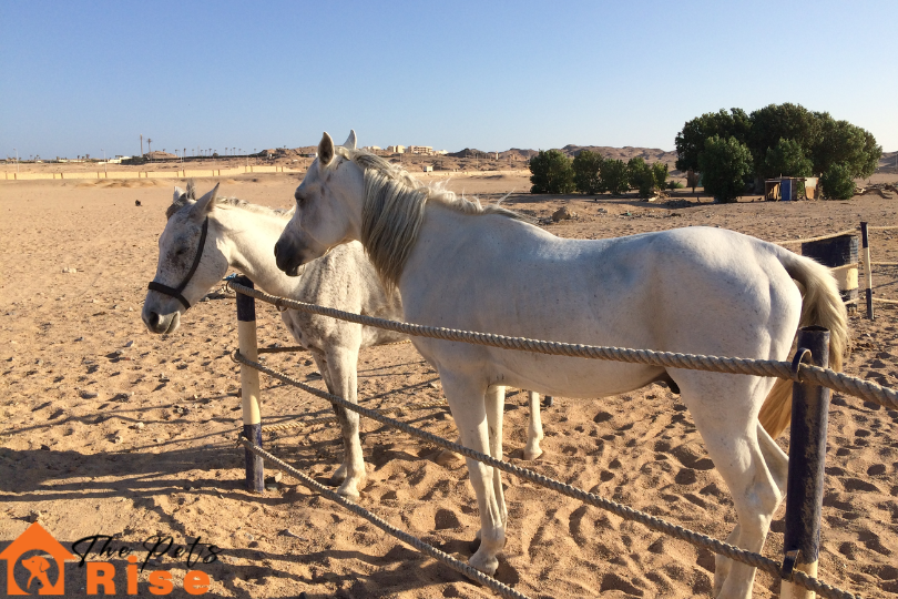 Fun Facts About Horses