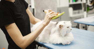 How to De Mat a Cat