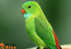depressed bird