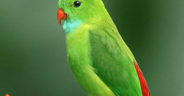 depressed bird