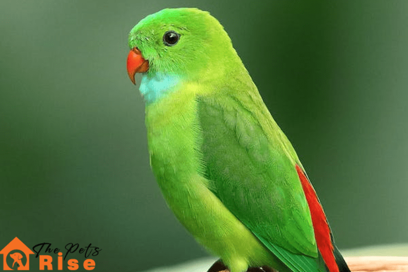 depressed bird