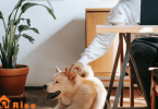 first time dog owner