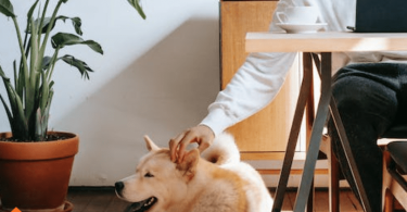 first time dog owner