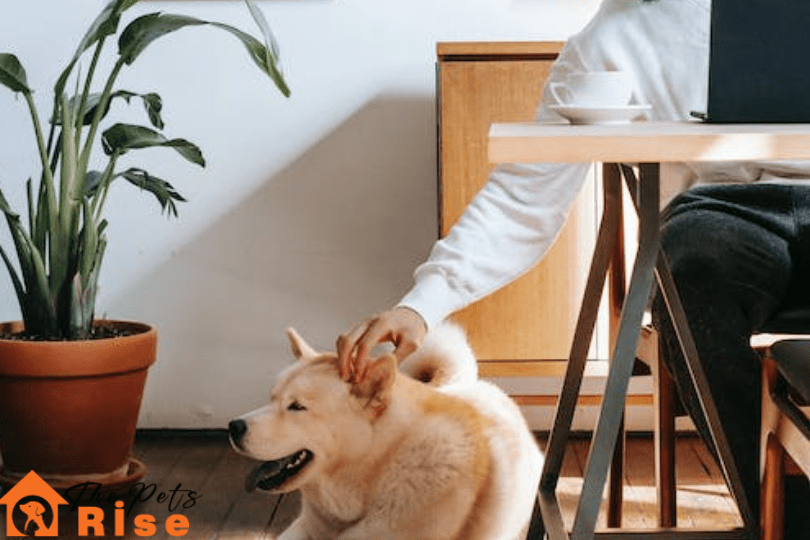 first time dog owner