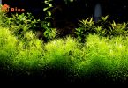 worms in freshwater fish tank