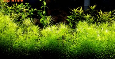 worms in freshwater fish tank