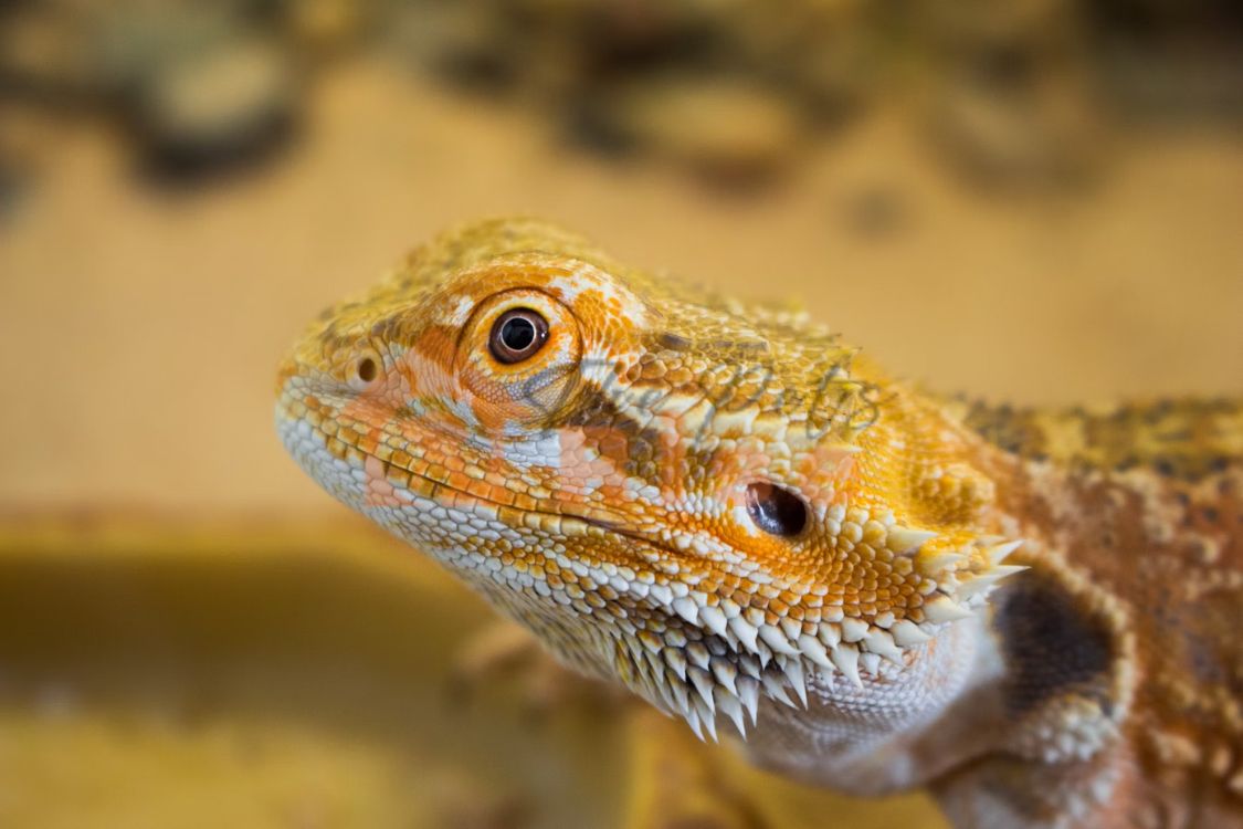 Bearded Dragon | easiest pet reptiles for kids