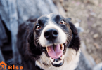 Behavioral issues in dogs