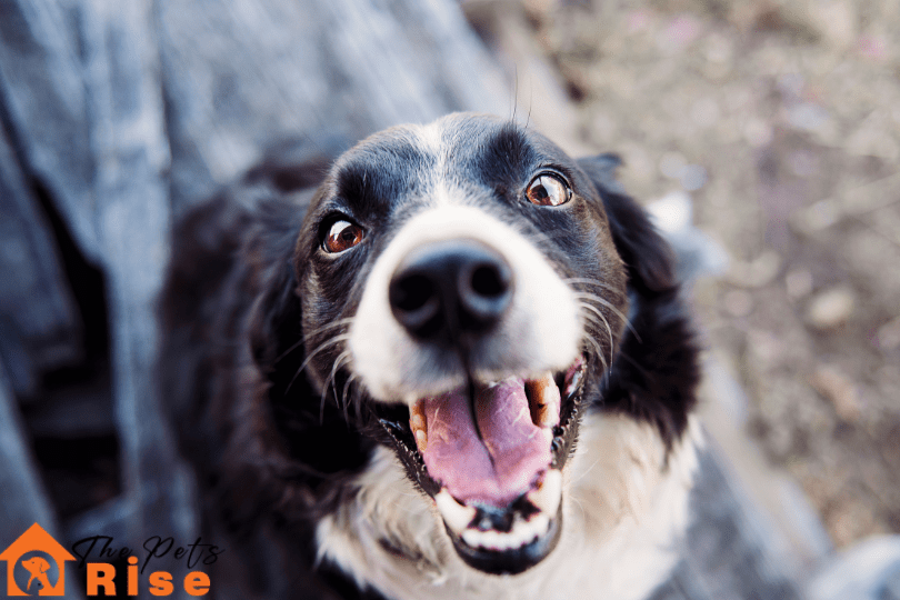 Behavioral issues in dogs